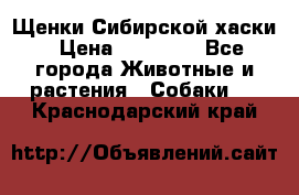 Щенки Сибирской хаски › Цена ­ 18 000 - Все города Животные и растения » Собаки   . Краснодарский край